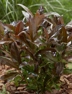 VIBURNUM odoratissimum COPPERTOP