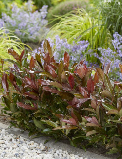 VIBURNUM odoratissimum COPPERTOP
