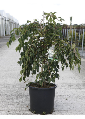 STYRAX japonica FRAGRANT FOUNTAIN® En pot de 12-15 litres