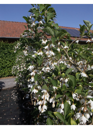 STYRAX japonica FRAGRANT FOUNTAIN®