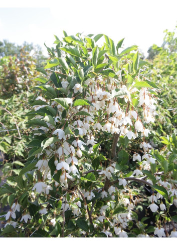 STYRAX japonica FRAGRANT FOUNTAIN®