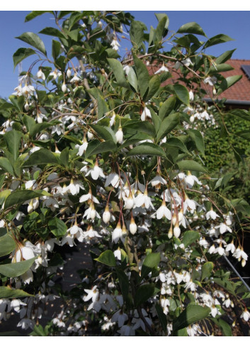 STYRAX japonica FRAGRANT FOUNTAIN®