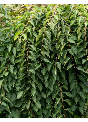 STYRAX japonica FRAGRANT FOUNTAIN®