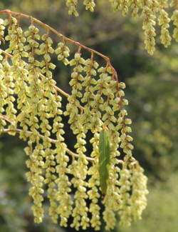 STACHYURUS salicifolius