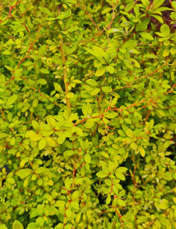 BERBERIS thunbergii GOLDEN DREAM