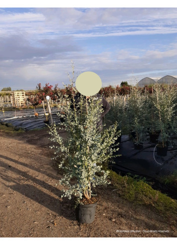 EUCALYPTUS gunnii SILVERANA En pot de 10-12 litres