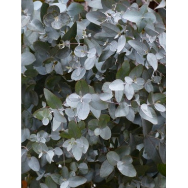 EUCALYPTUS gunnii SILVERANA