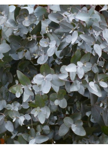 EUCALYPTUS gunnii SILVERANA