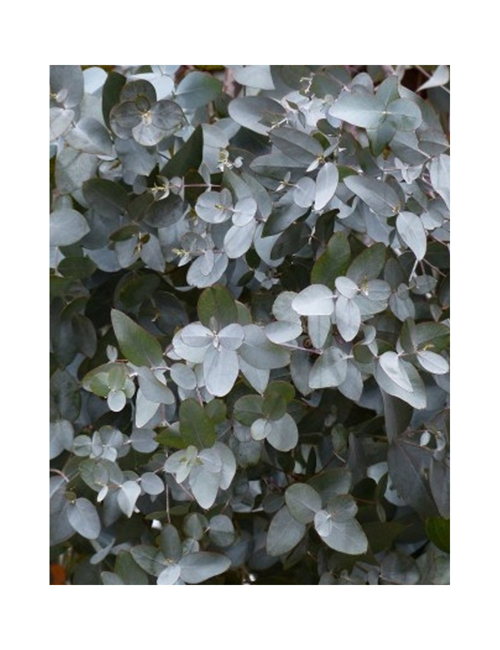 EUCALYPTUS gunnii SILVERANA