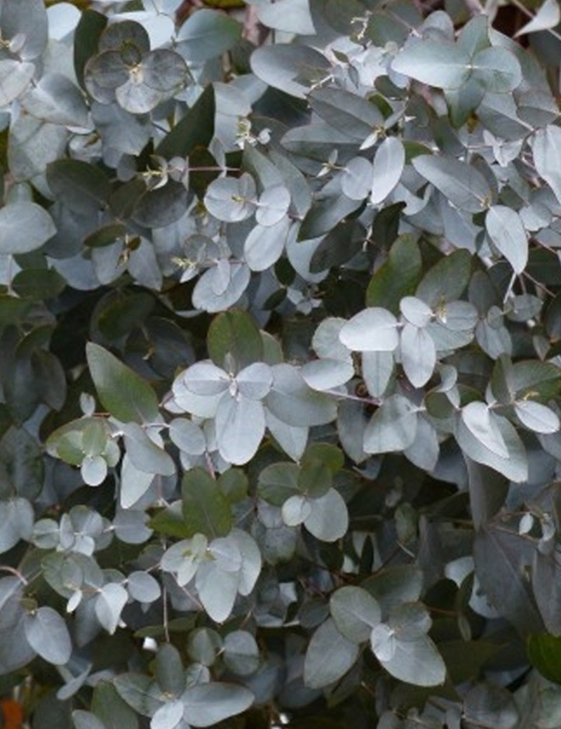EUCALYPTUS gunnii SILVERANA