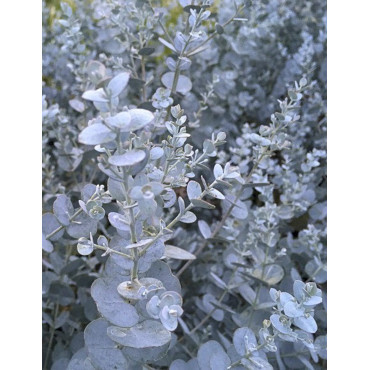 EUCALYPTUS gunnii SILVERANA