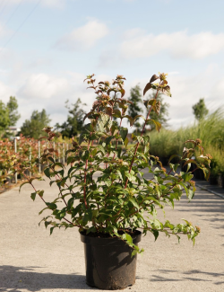 DIERVILLA En pot de 10-12 litres buisson hauteur 050-060 cm