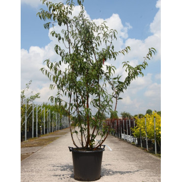 PRUNUS serrula AMBER SCOTS® En pot de 50-70 litres forme cépée hauteur 200-250 cm