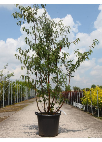 PRUNUS serrula AMBER SCOTS® En pot de 50-70 litres forme cépée hauteur 200-250 cm