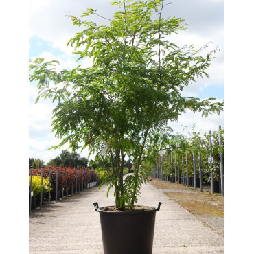 GLEDITSIA triacanthos INERMIS En pot de 70-90 litres