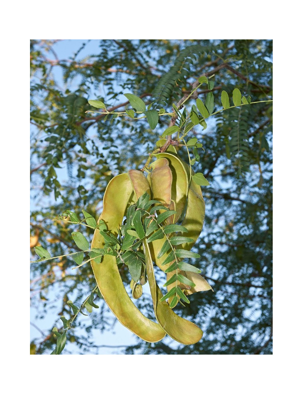 GLEDITSIA triacanthos INERMIS