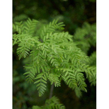 GLEDITSIA triacanthos INERMIS