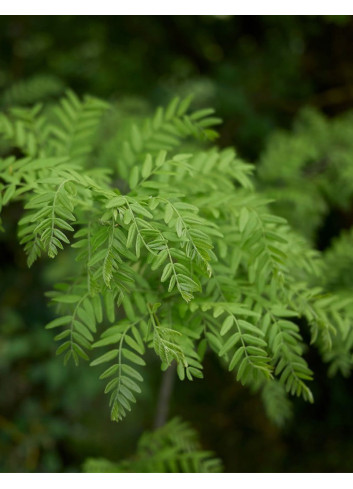 GLEDITSIA triacanthos INERMIS