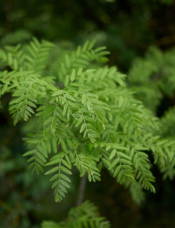 GLEDITSIA triacanthos INERMIS