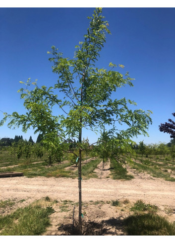 GLEDITSIA triacanthos INERMIS