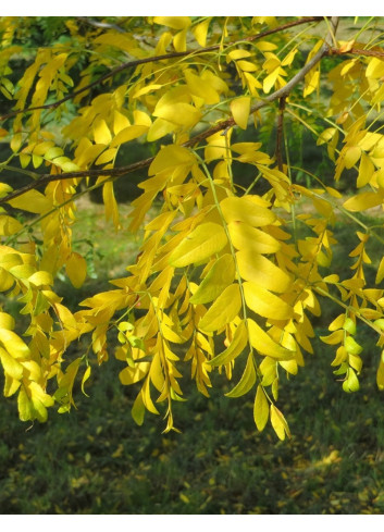 GLEDITSIA triacanthos INERMIS