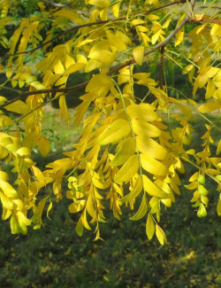 GLEDITSIA triacanthos INERMIS