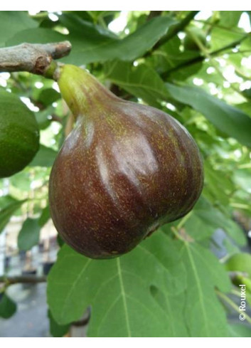 FIGUIER BORNHOLM'S DIAMANT