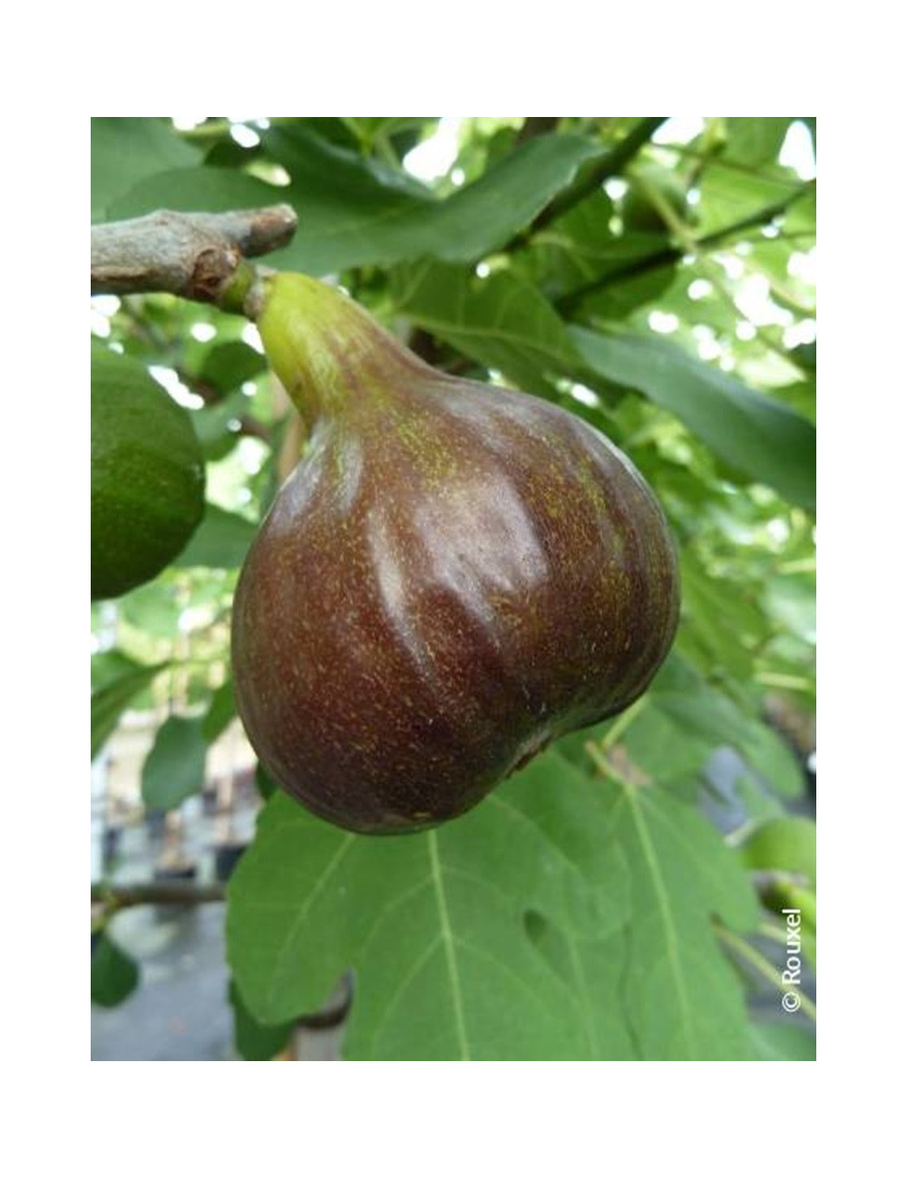 FIGUIER BORNHOLM'S DIAMANT