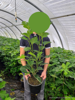 FIGUIER En pot de 4-5 litres buisson