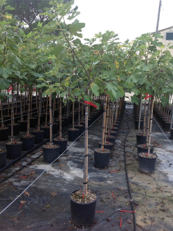 FIGUIER En pot de 12-15 litres tige hauteur du tronc 090-110 cm