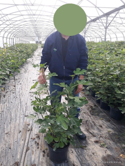 FIGUIER En pot de 10-12 litres