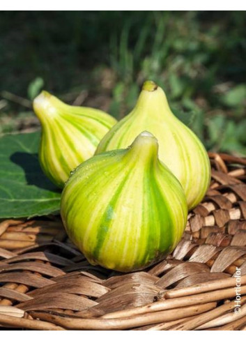 FIGUIER PANACHÉ