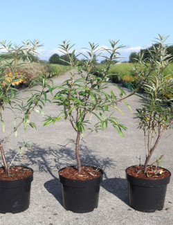 HIPPOPHAE rhamnoides En pot de 3-4 litres