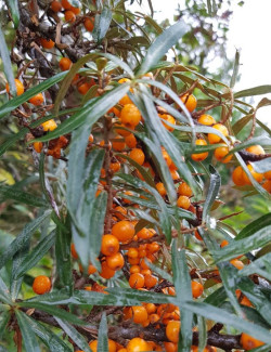 HIPPOPHAE rhamnoides FRIESDORFER ORANGE