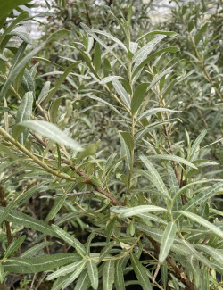 HIPPOPHAE rhamnoides POLLMIX