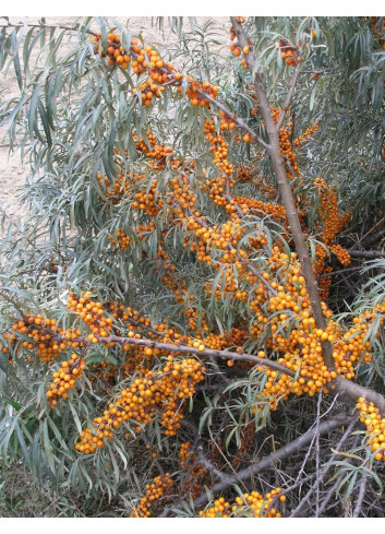 HIPPOPHAE rhamnoides LEIKORA