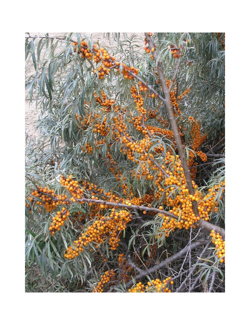 HIPPOPHAE rhamnoides LEIKORA
