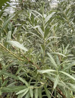 argousier-leikora-hippophae-rhamnoides-leikora-1.jpg