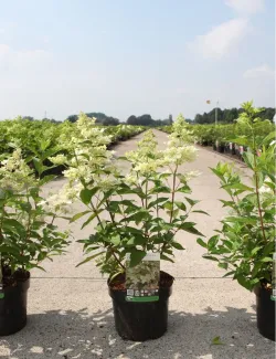 hortensia-panicule-confetti-hydrangea-paniculata-confetti-2.jpg