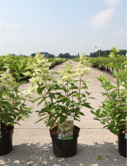 hortensia-panicule-confetti-hydrangea-paniculata-confetti-2.jpg