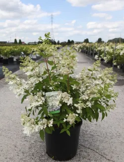 hortensia-panicule-confetti-hydrangea-paniculata-confetti-3.jpg