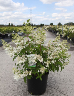 hortensia-panicule-confetti-hydrangea-paniculata-confetti-3.jpg