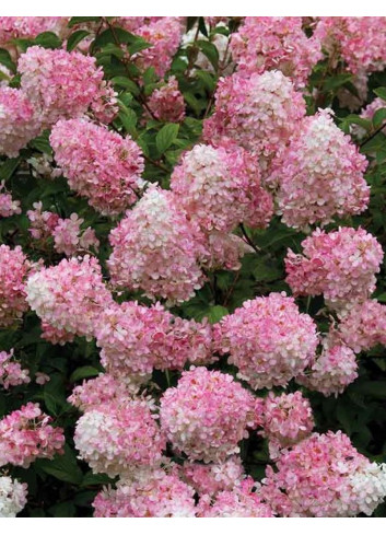 HYDRANGEA paniculata CONFETTI