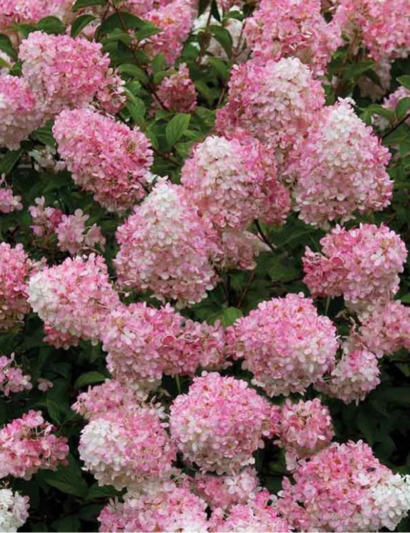 HYDRANGEA paniculata CONFETTI HYDRANGEA paniculata CONFETTI