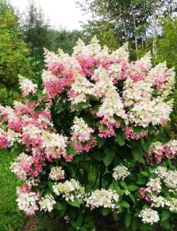 hortensia-panicule-confetti-hydrangea-paniculata-confetti-1.jpg