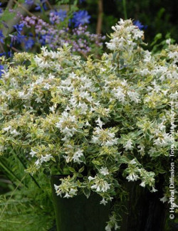 abelia-a-grandes-fleurs-sparkling-silver-abelia-grandiflora-sparkling-silver.jpg