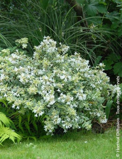 abelia-a-grandes-fleurs-sparkling-silver-abelia-grandiflora-sparkling-silver-2.jpg