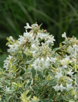 ABELIA grandiflora SPARKLING SILVER