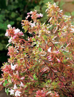 ABELIA SUNSHINE DAYDREAM