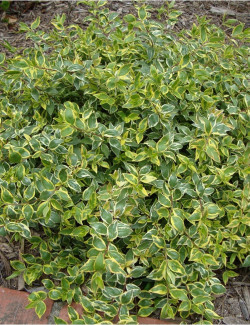 ABELIA SUNSHINE DAYDREAM